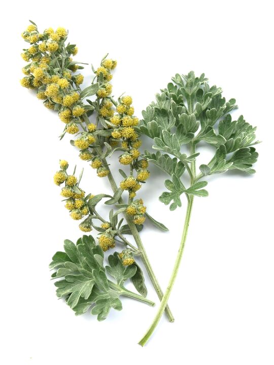 Wormwood in the composition of the medicine