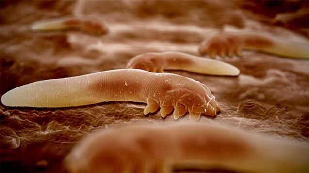 parasites