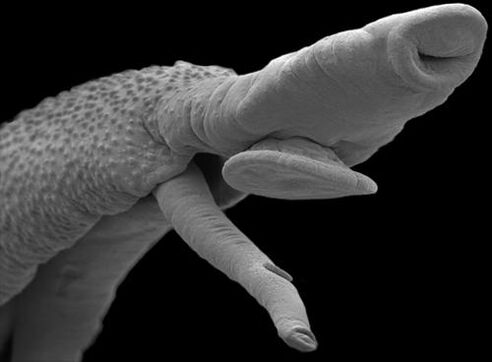 parasitic